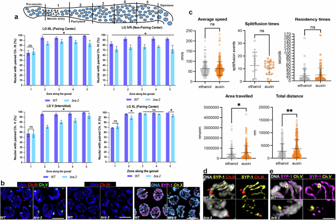 Fig. 3: Pairing dynamics are largely unaffected in absence of BRA-2.