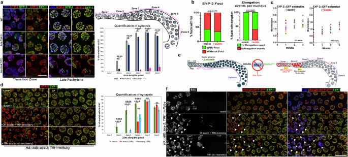 Fig. 4: BRA-2 is essential for normal establishment of synapsis.