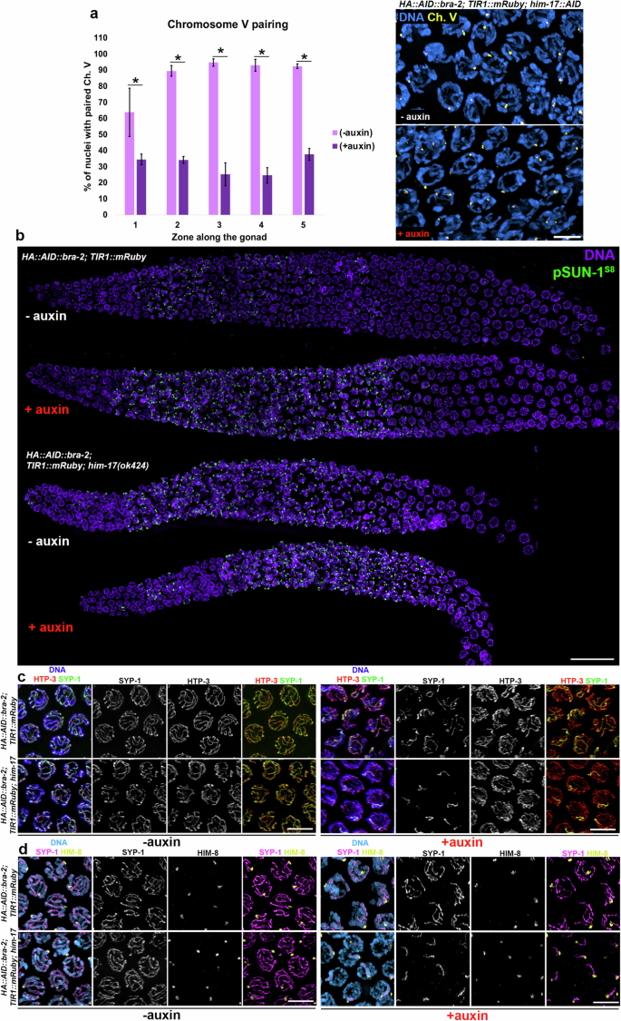 Fig. 5: BRA-2 and HIM-17 hold overlapping roles in promoting autosome pairing and synapsis.