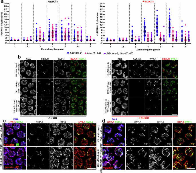 Fig. 6: BRA-2 is dispensable for DSB formation and SC defects in absence of BRA-2-HIM-17 are independent of meiotic breaks.