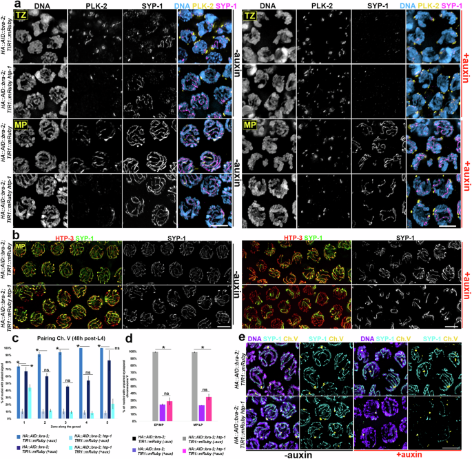 Fig. 7: Loss of BRA-2 restores nuclear clustering and PLK-2 loading in htp-1 mutants.