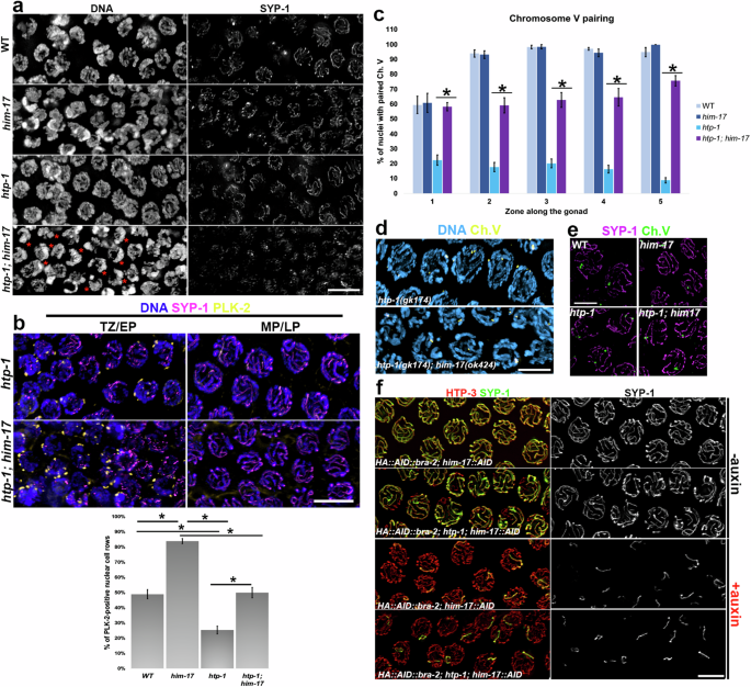 Fig. 8: Loss of HIM-17 improves pairing and homologous synapsis in htp-1 mutants.