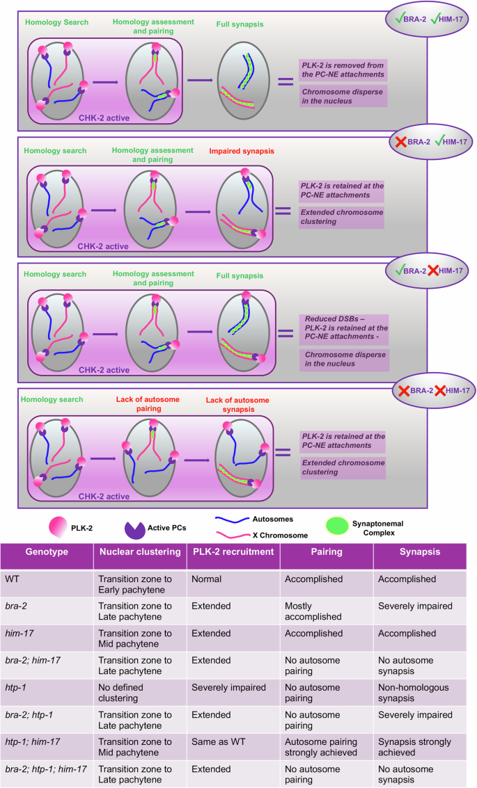 Fig. 9: BRA-2-HIM-17 overlapping and separable functions in pairing and synapsis.