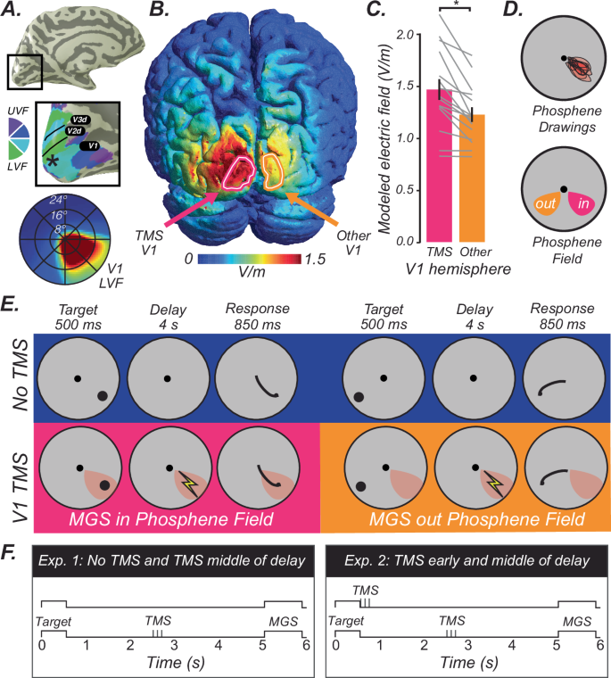 Fig. 1: Working memory task conditions, trial types, and TMS procedures.