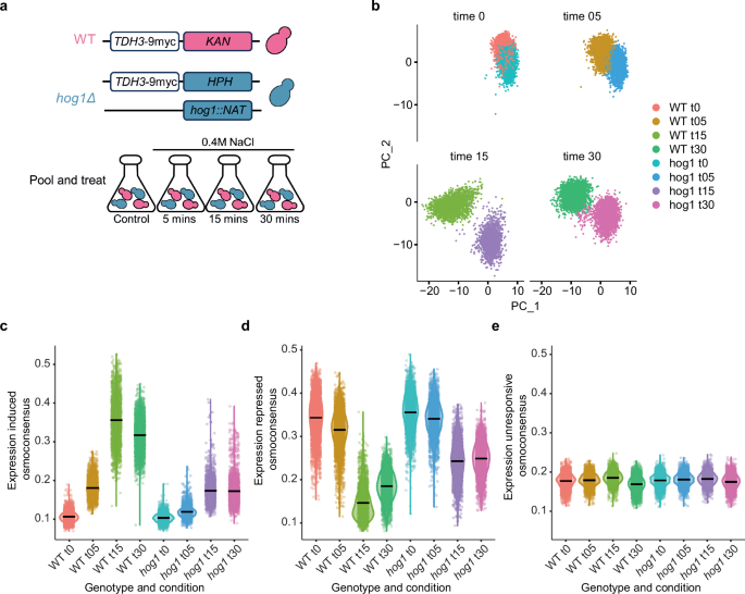 Fig. 1: Osmoadaptation increases transcriptional heterogeneity.