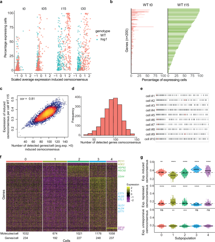 Fig. 2: Cells show a heterogeneous use of the osmoresponsive program in response to stress.
