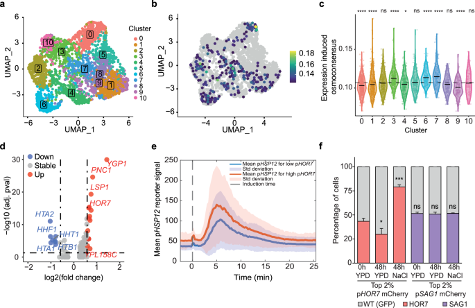 Fig. 4: Stochastic expression of stress programs in the absence of stress.