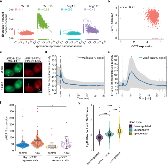 Fig. 5: Global transcriptome repression favors the induction of the osmoresponsive program.