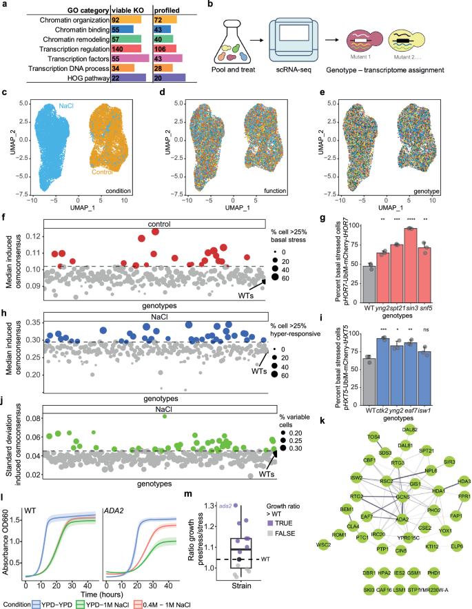 Fig. 6: A genetic screen served to identify key elements of the osmoadaptive transcriptional phenotypes.