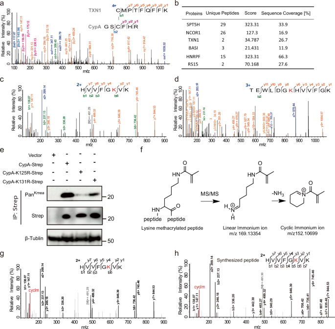 Fig. 1: Identification of Kmeas on CypA protein.