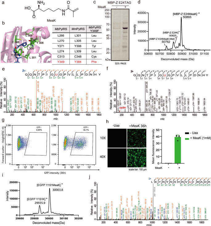 Fig. 2: Genetically encode MeaK into proteins in E. coli and mammalian cells.