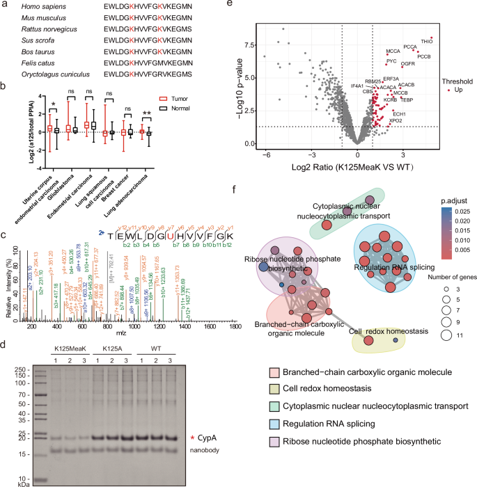 Fig. 3: Genetically encode MeaK into CypA to identify interacting proteins of methacrylated CypA.