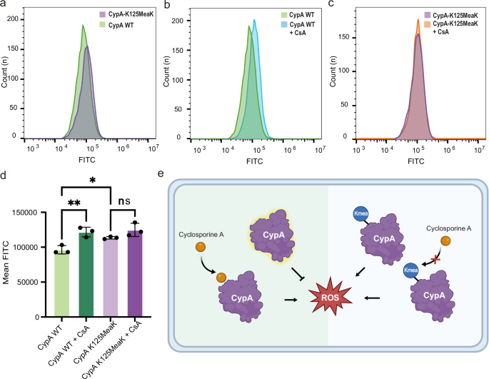 Fig. 4: Kmea at site 125 of CypA increased ROS level in HeLa cells.