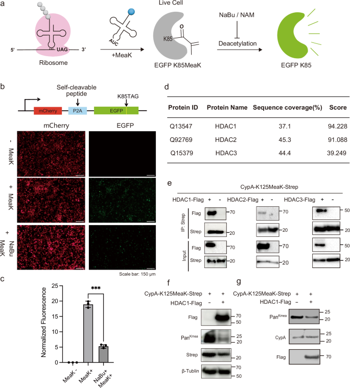 Fig. 5: Identification of erasers of Kmea on CypA.