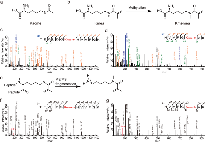 Fig. 6: Methylation on genetically encoded Kmea in live cells.