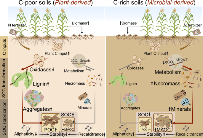 Fig. 5: Conceptual diagram illustrating the N fertilization effects on SOC and functional pools (POC and MAOC) as well as their regulation mechanisms through C input origins, microbial transformation, and physical and chemical stabilization in C-poor and C-rich soils.