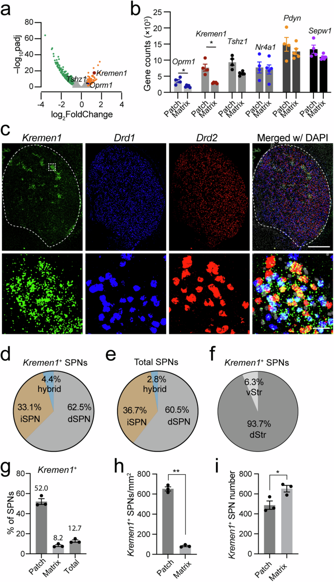 Fig. 1: Distribution of Kremen1+ SPNs in patch and matrix compartments.