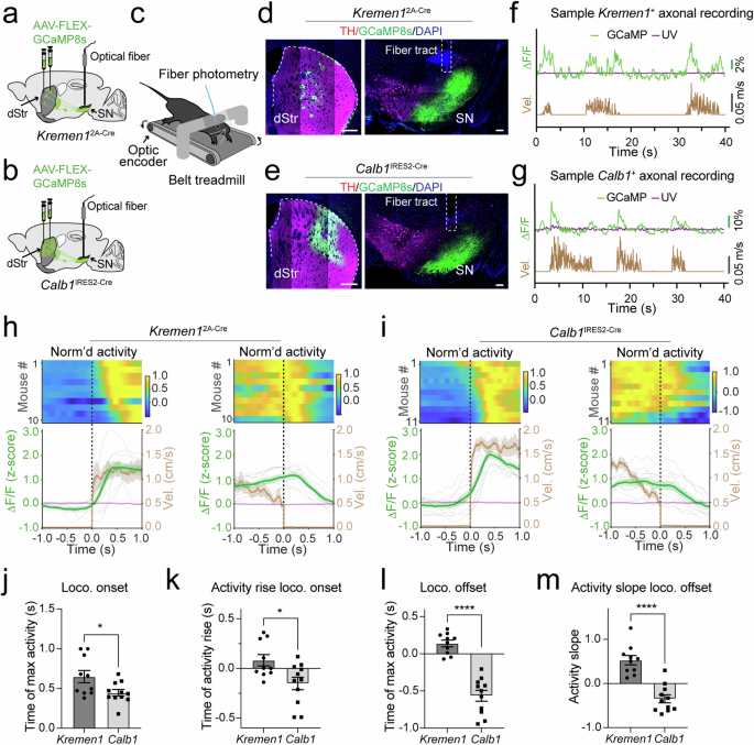 Fig. 3: Activity of Kremen1+ and Calb1+ dSPNs during self-paced locomotion.