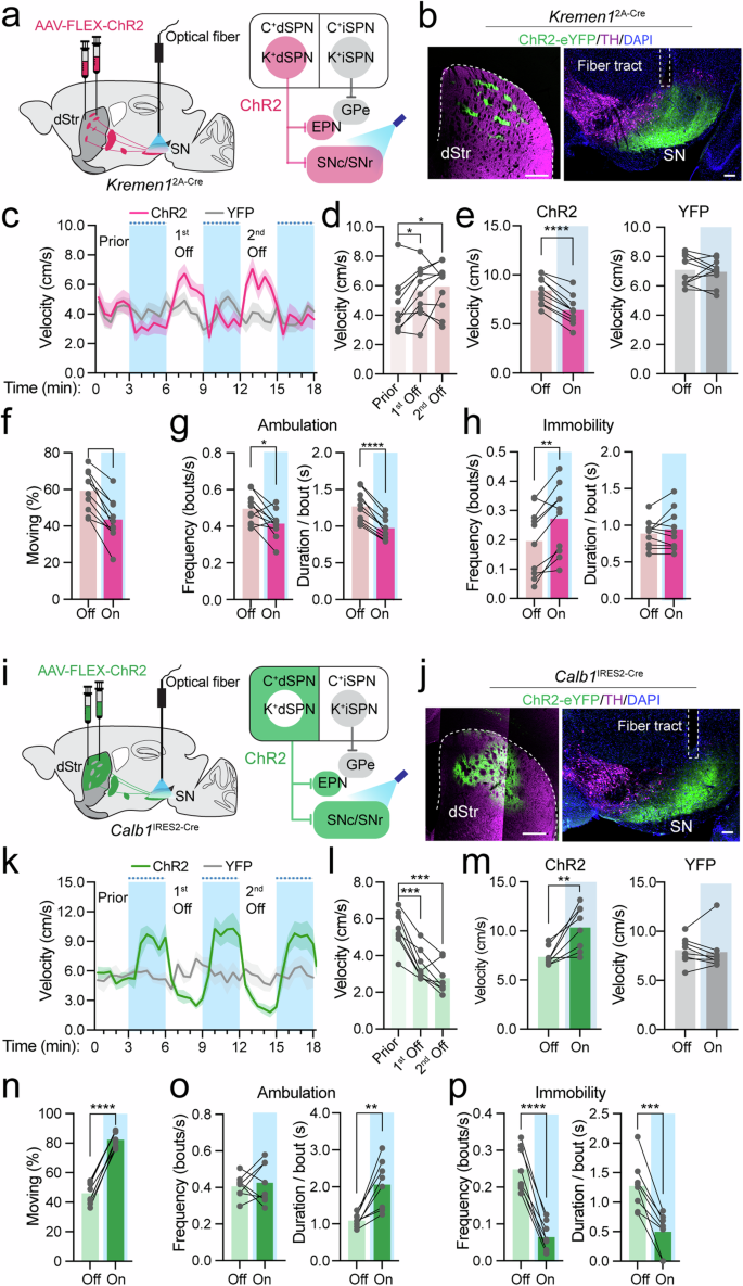 Fig. 4: Optogenetics activation of Kremen1+ and Calb1+ dSPNs during locomotion.