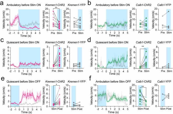 Fig. 5: Optogenetics activation Kremen1+ and Calb1+ dSPNs exerted state-dependent regulation of locomotion.