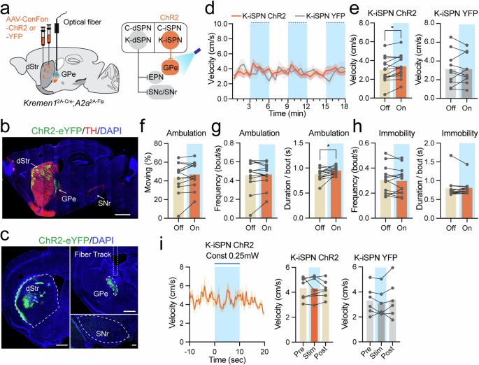 Fig. 6: Optogenetics activation of Kremen1+ iSPNs leads to a modest increase of locomotion.