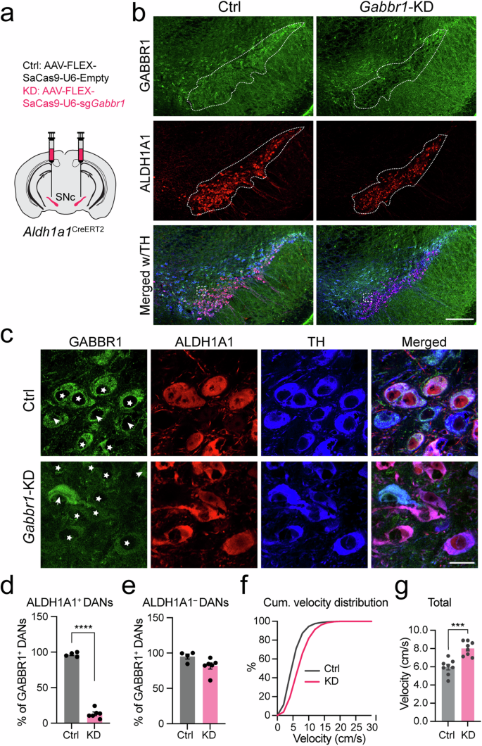 Fig. 8: Knockdown of Gabbr1 receptor in Aldh1a1+ DANs leads to hyperactivity.