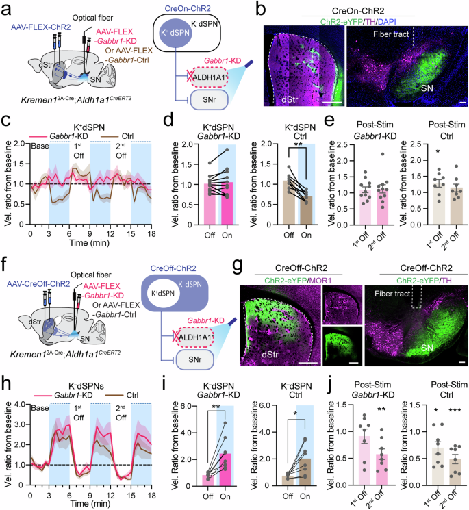 Fig. 9: Knockdown of Gabbr1 receptors in Aldh1a1+ DANs abolishes Kremen1+ dSPN-induced locomotion alterations.