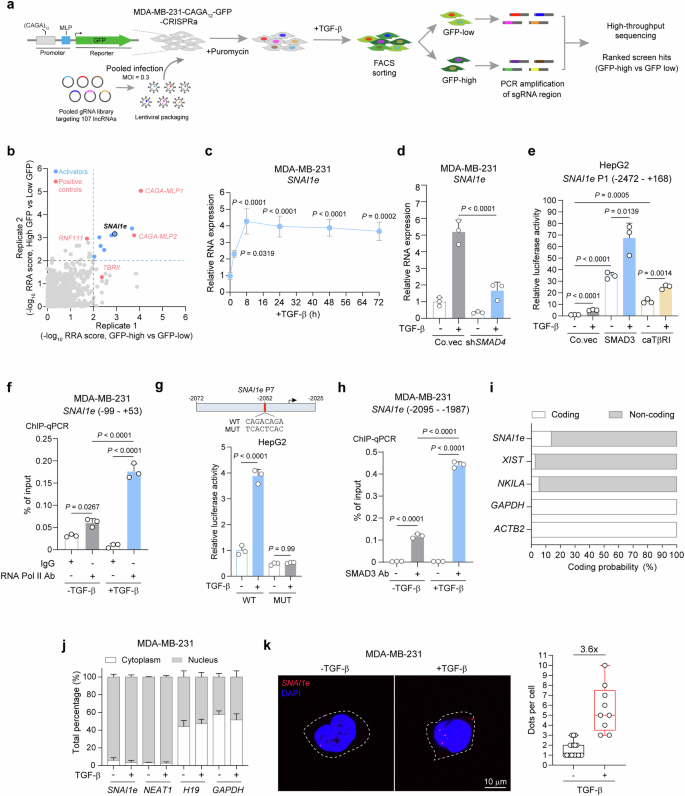 Fig. 1: TGF-β-induced SNAI1e is an enforcer of TGF-β signaling.