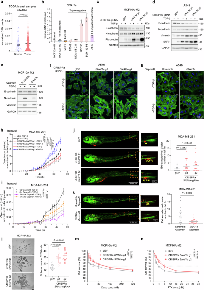 Fig. 2: SNAI1e promotes TGF-β-induced EMT and migration.