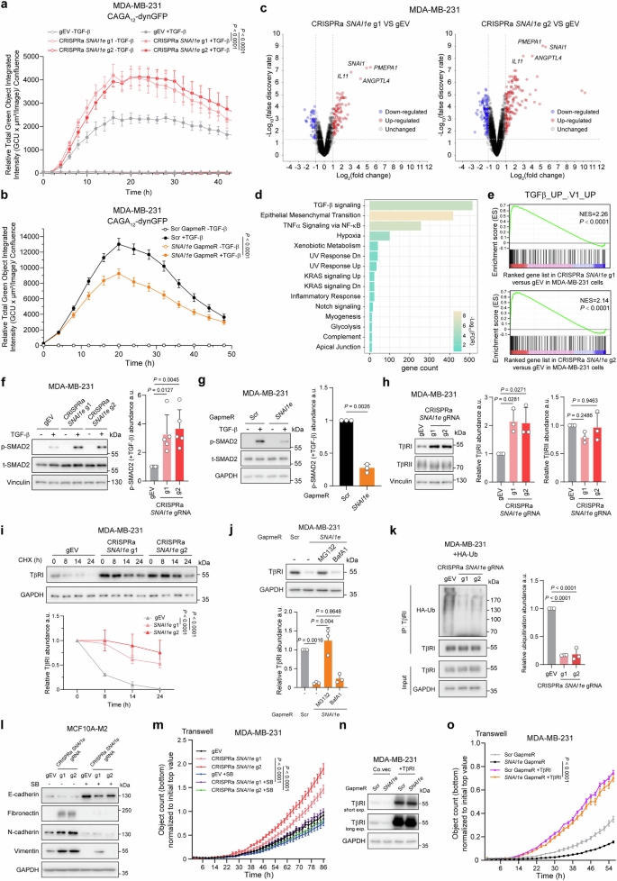 Fig. 3: SNAI1e inhibits TβRI polyubiquitination and degradation.