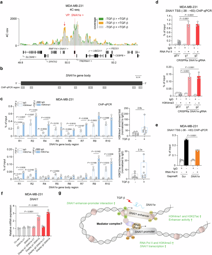Fig. 5: SNAI1e functions as an eRNA to facilitate SNAI1 transcription.