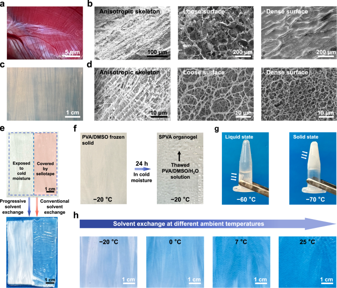 Fig. 2: Morphology and formation mechanisms of SPVA hydrogel.