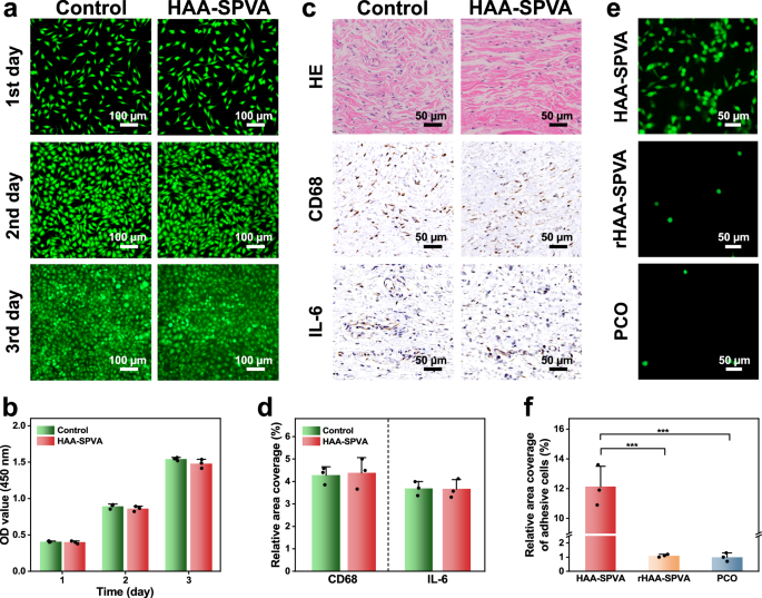 Fig. 5: Biocompatibility and asymmetric bioadhesive behaviors of HAA-SPVA hydrogel.