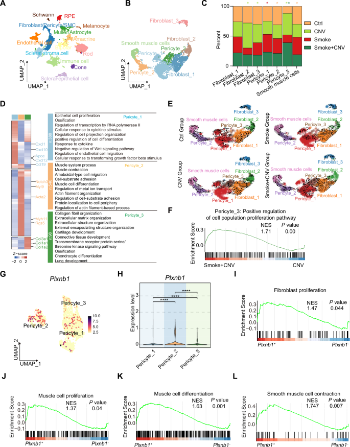 Fig. 4: Pericytes characteristics in CNV.