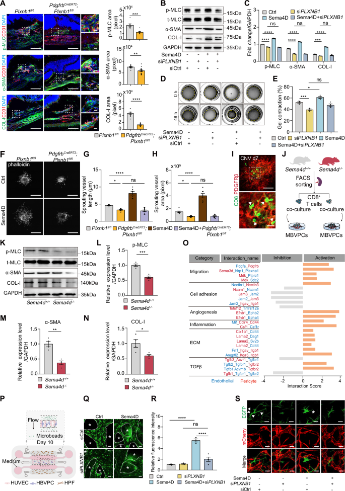 Fig. 5: PlexinB1 on Pericytes Mediates Smoking-Aggravated CNV.