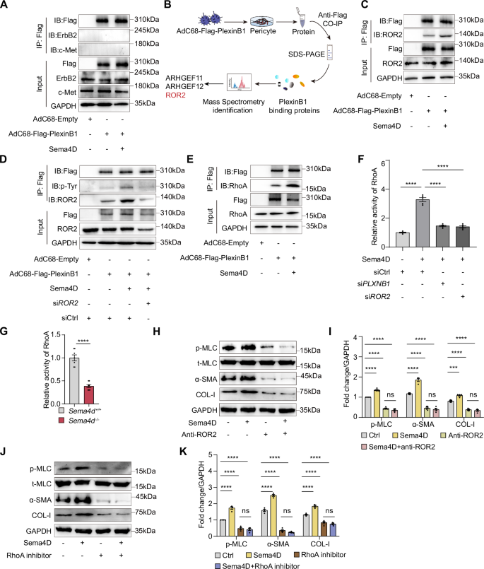 Fig. 6: ROR2 is Required for PlexinB1 Phosphorylation and Activation in Pericytes.