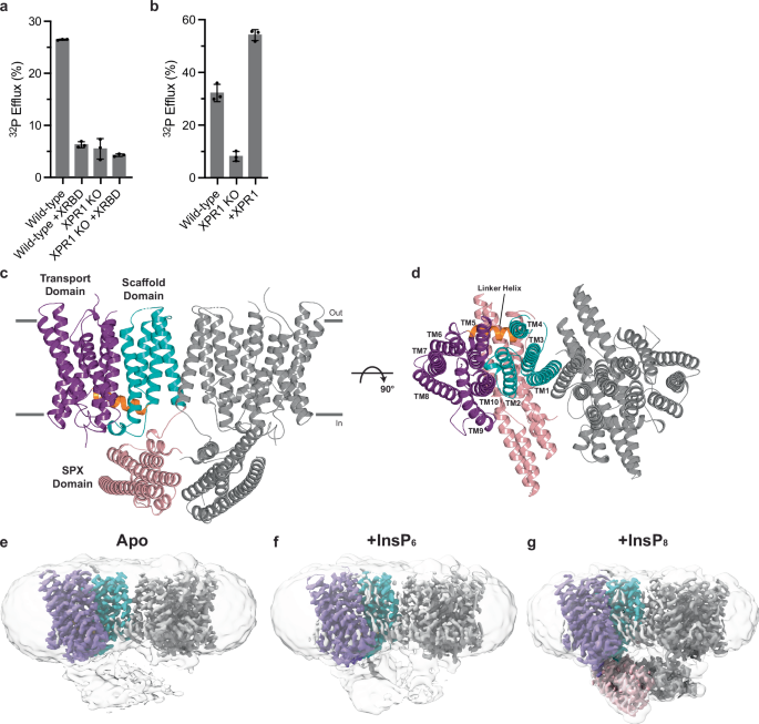 Fig. 1: Functional characterization and structures of human XPR1.