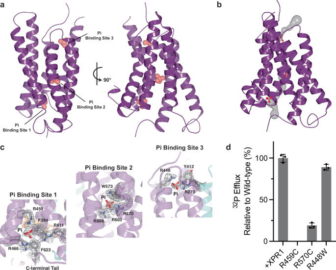 Fig. 2: The substrate translocation pathway.
