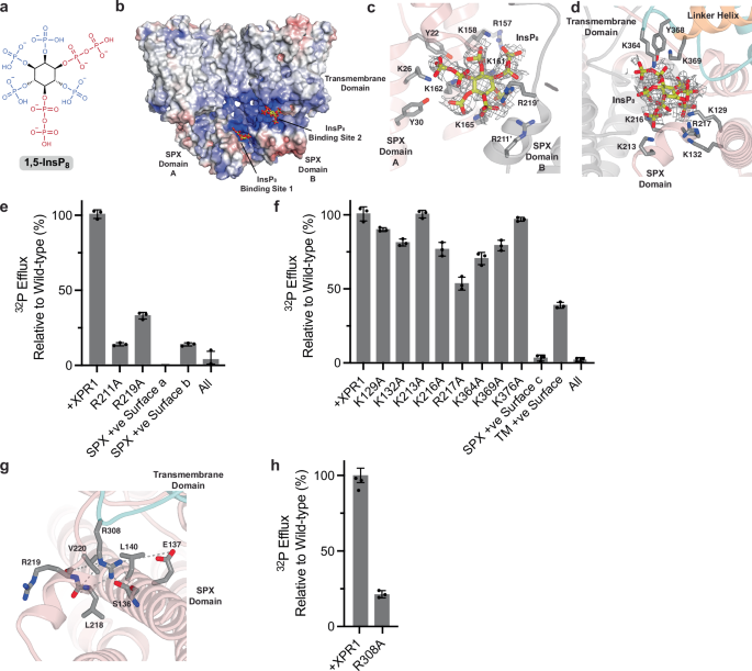 Fig. 3: Structural basis of InsP8 recognition by XPR1.
