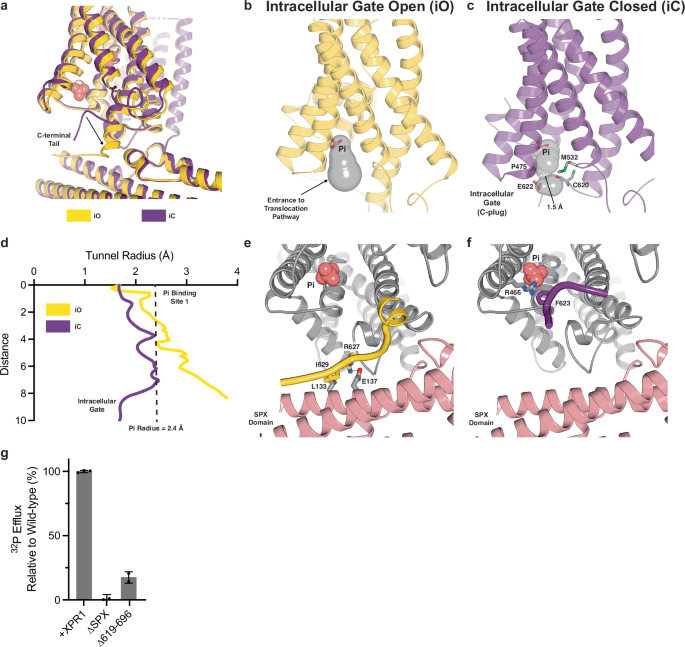 Fig. 4: InsP8 binding opens the intracellular gate.