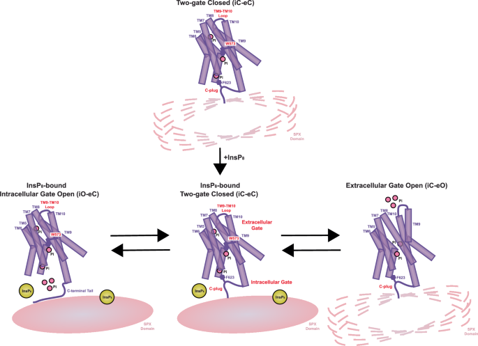Fig. 6: Proposed transport mechanism of XPR1.