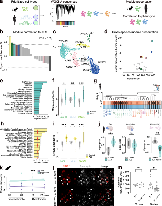 Fig. 2: Cell-type specific consensus WGCNA identifies conserved regulatory networks in ALS.