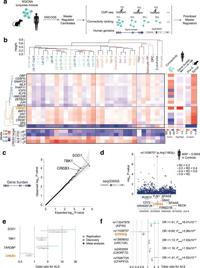 Fig. 3: Integrative genetic analysis identifies CREB3 as protective factor in ALS.