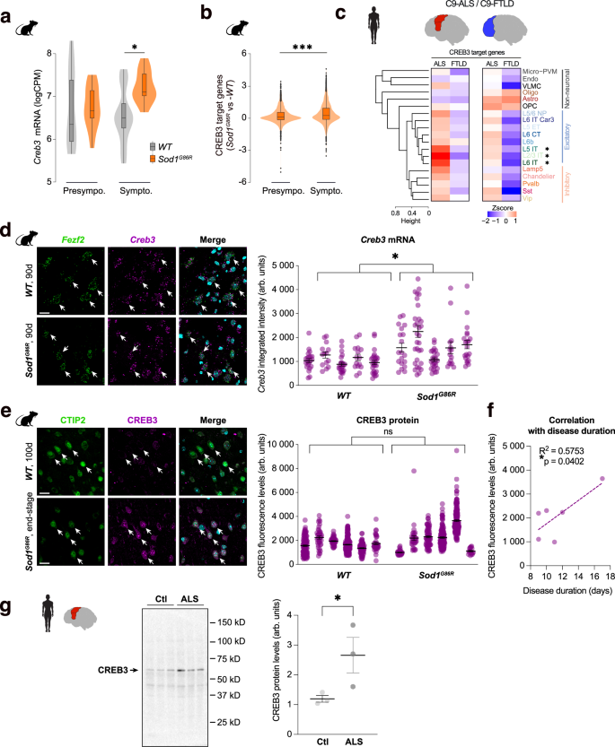 Fig. 4: CREB3-target genes expression as a resilience marker in mouse and human neurons.
