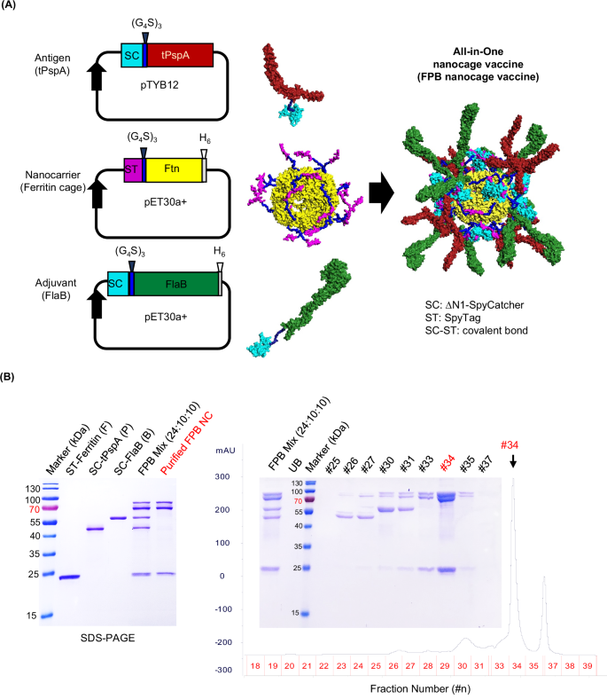 Fig. 1: Development of a ferritin-based nanocage vaccine consisting of the tPspA antigen and FlaB adjuvant (Ftn-tPspA-FlaB nanocage: FPB NC) using the SpyTag-SpyCatcher system.