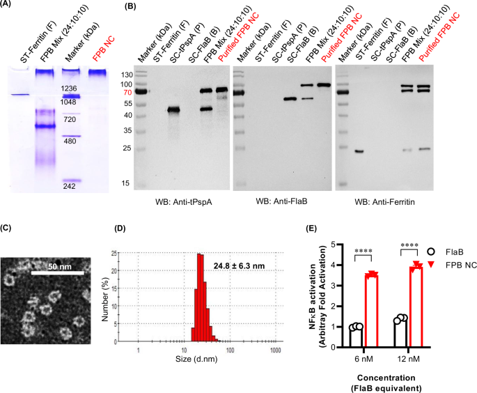 Fig. 2: Characteristics of the FPB NC vaccine.