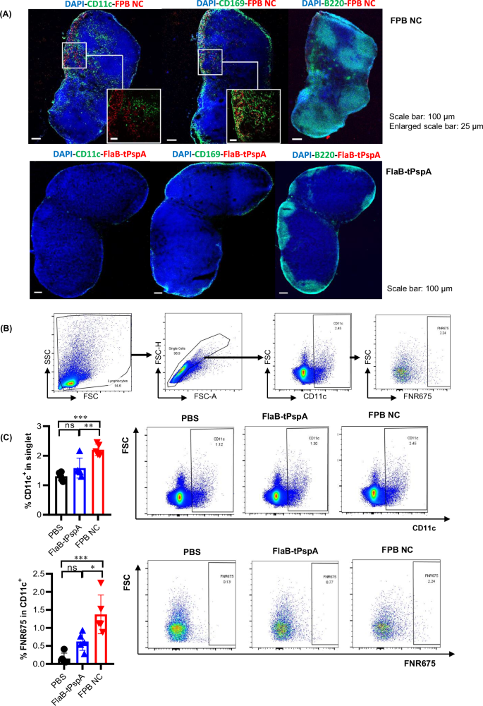 Fig. 5: Delivery of the FPB NC to the draining lymph nodes.