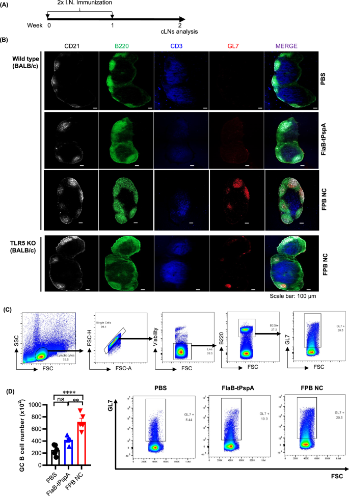 Fig. 6: Germinal center formation by intranasal (I.N.) immunization of the FPB NC vaccine.