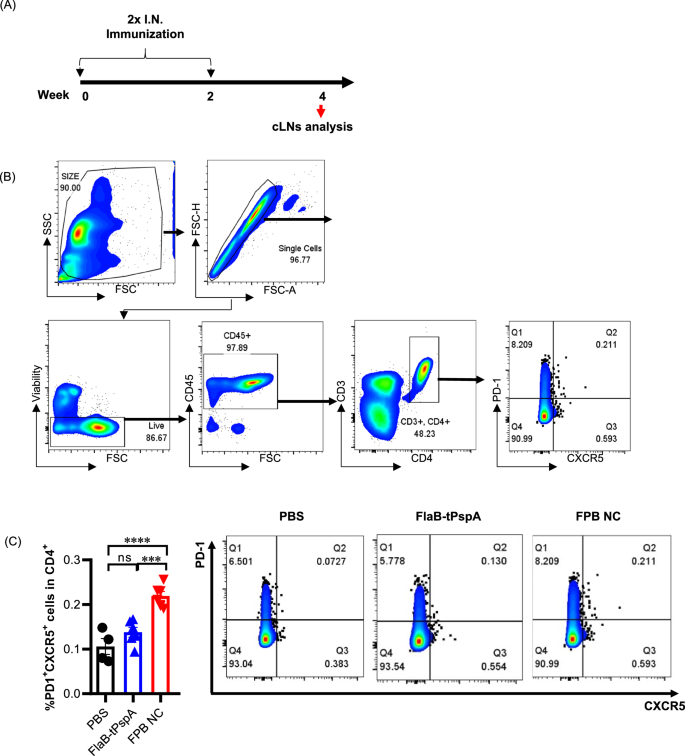 Fig. 7: The follicular helper T cell (Tfh) expansion in the draining lymph nodes by intranasal (I.N.) immunization of the FPB NC vaccine.