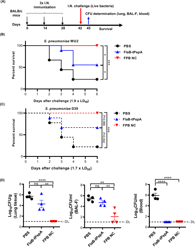 Fig. 8: Protection against live Streptococcus pneumoniae infection by intranasal vaccination.